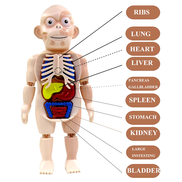 3D Human Body Torso Model – Educational DIY Toy