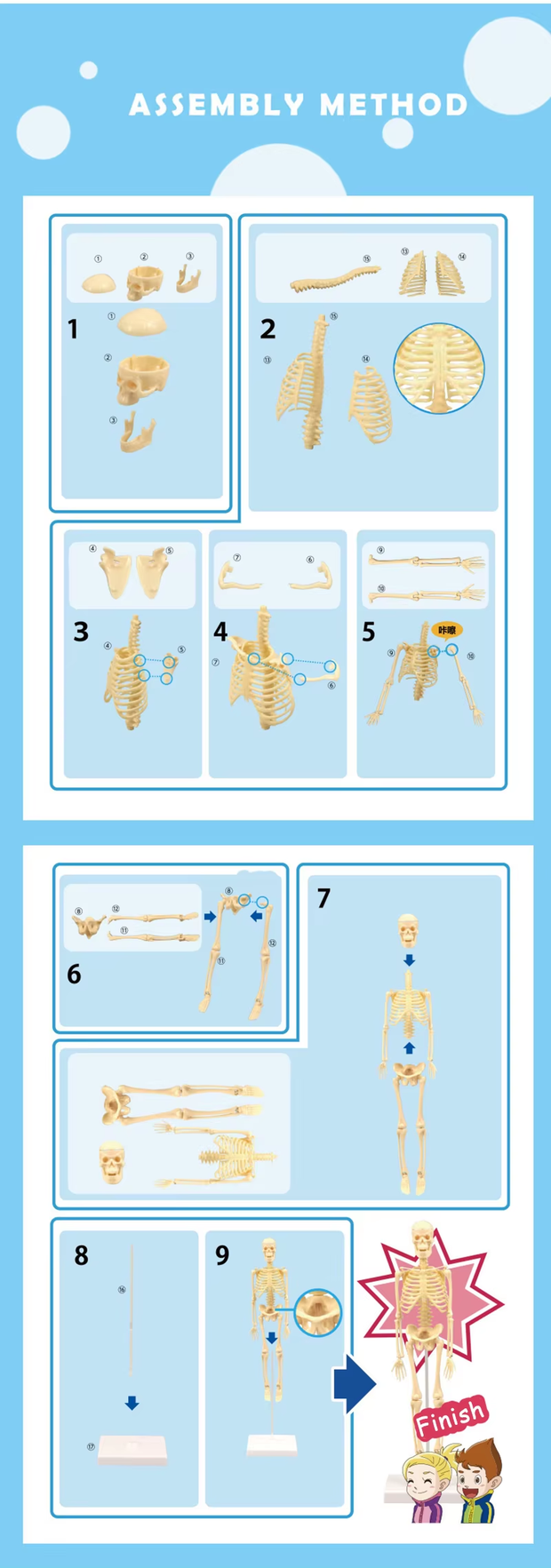 3D Human Body Torso Model – Educational DIY Toy