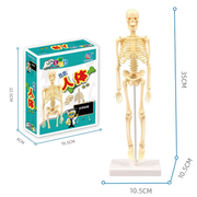 3D Human Body Torso Model – Educational DIY Toy