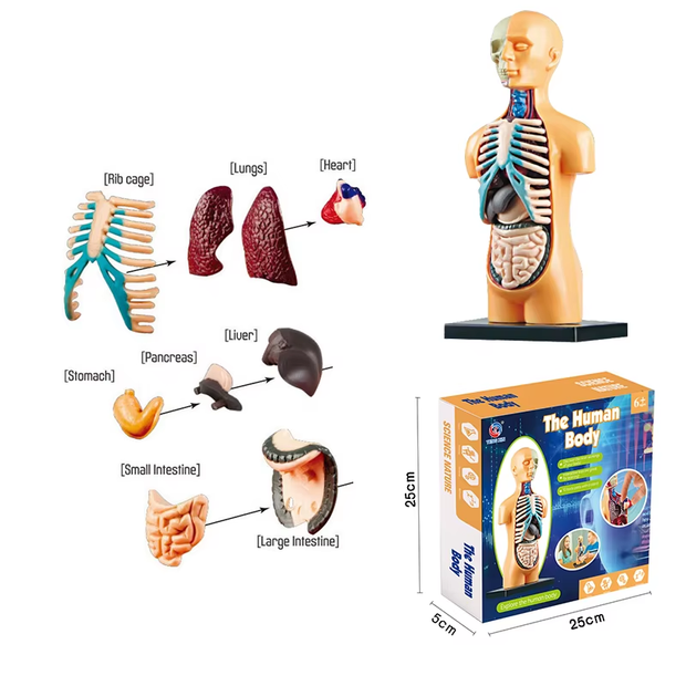 3D Human Body Torso Model – Educational DIY Toy